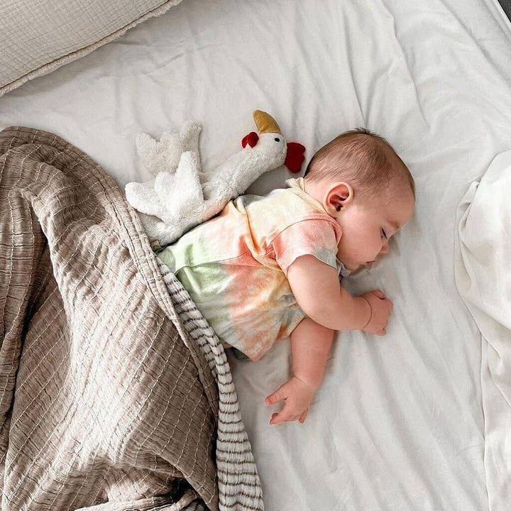 Small Cuddly Chicken