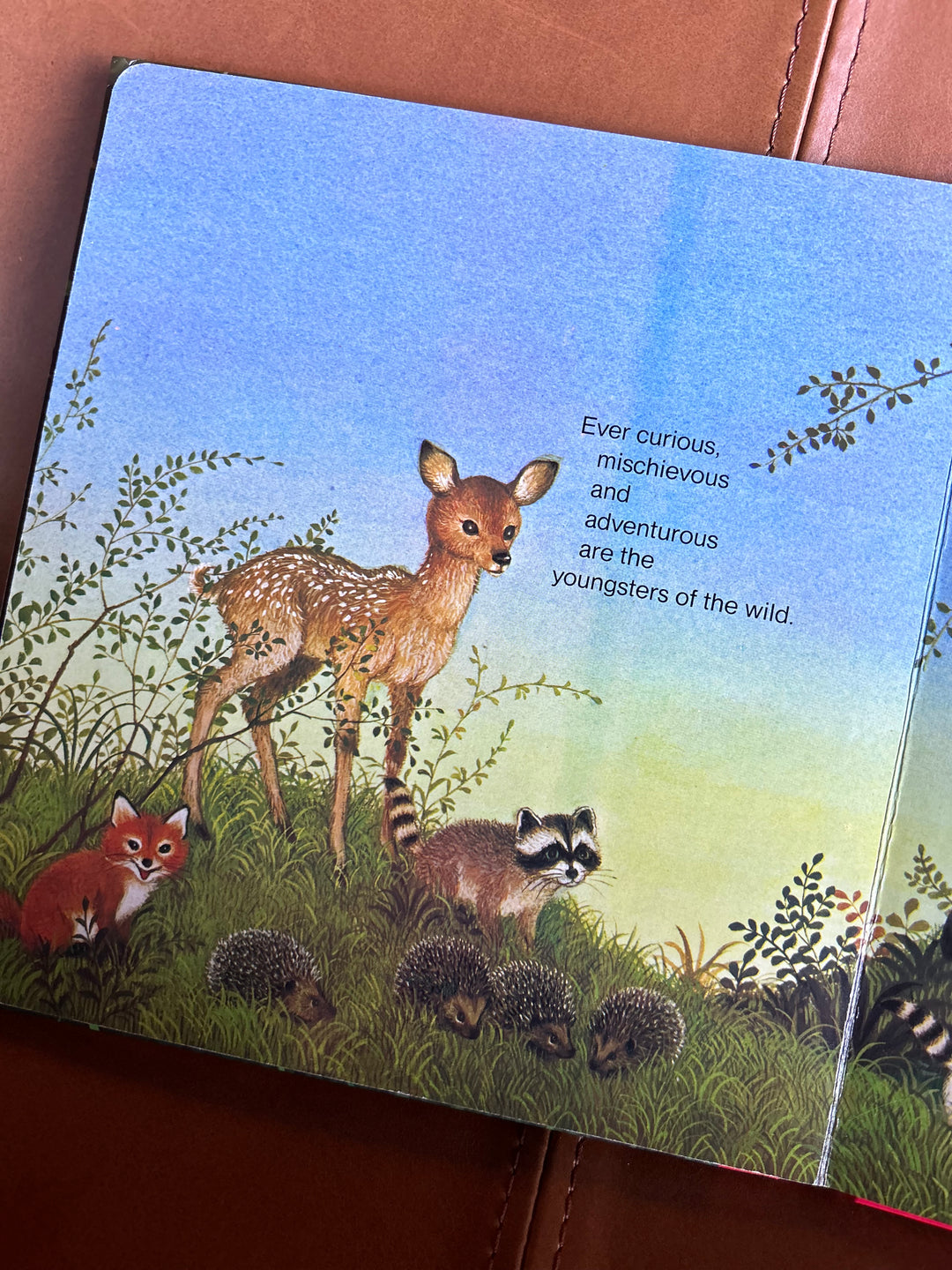 Babes of the Wild Board Book